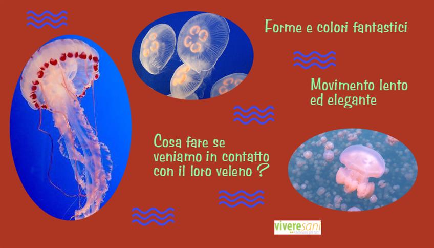Gelatinose e urticanti: i mari si popolano di meduse Gelatinose e urticanti: i mari si popolano di meduse